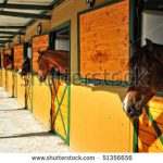 stock-photo-horses-in-the-stables-51356656
