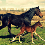 horse and pony