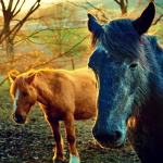 horses