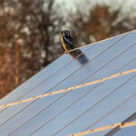 Pegasus Personal Finance | solarse1900